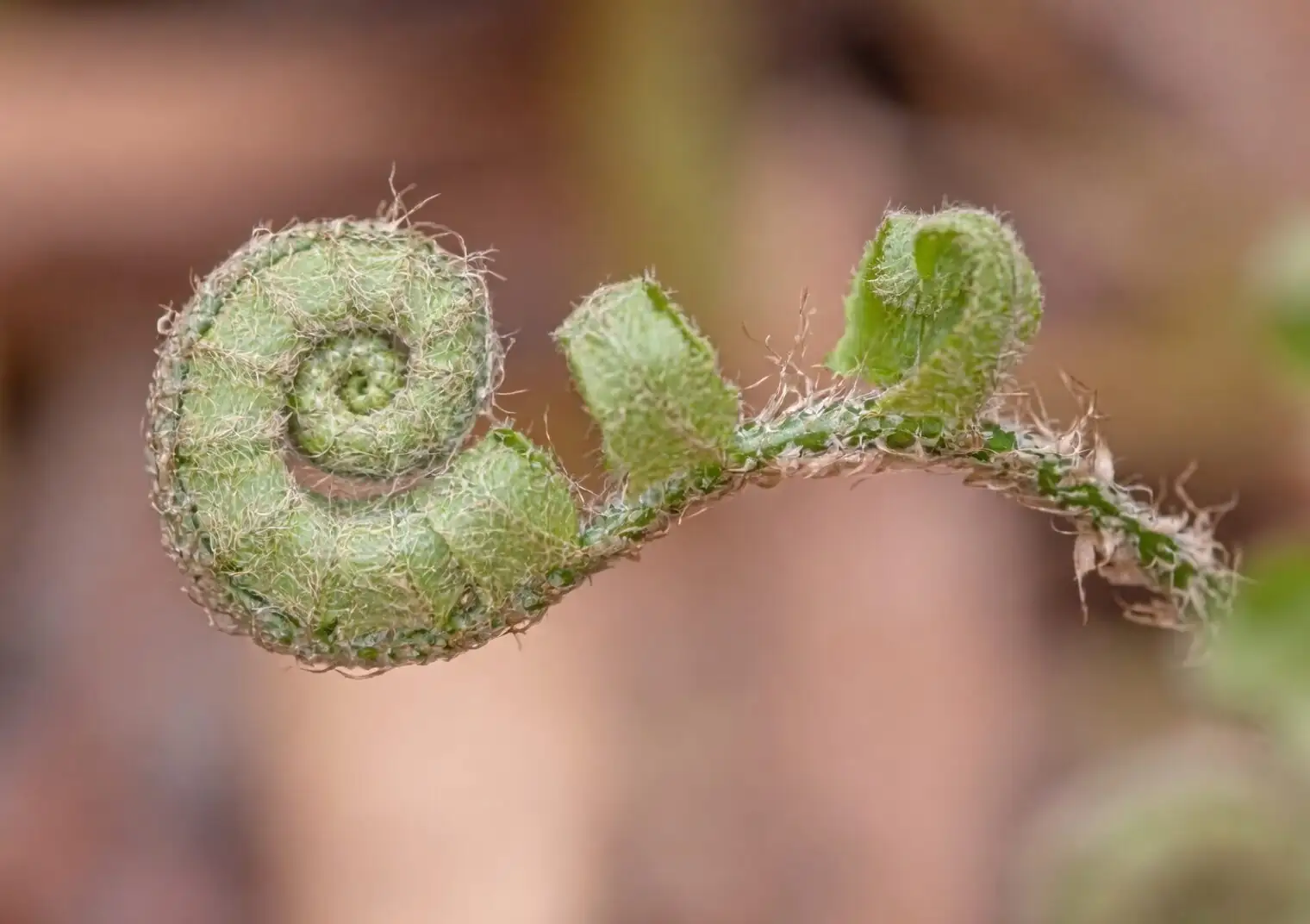 Do Ferns Have a Flower Language? From Victorian Codes to the Slavic ‘Fern Flower’