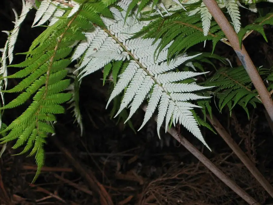 silver fern underside moonlight