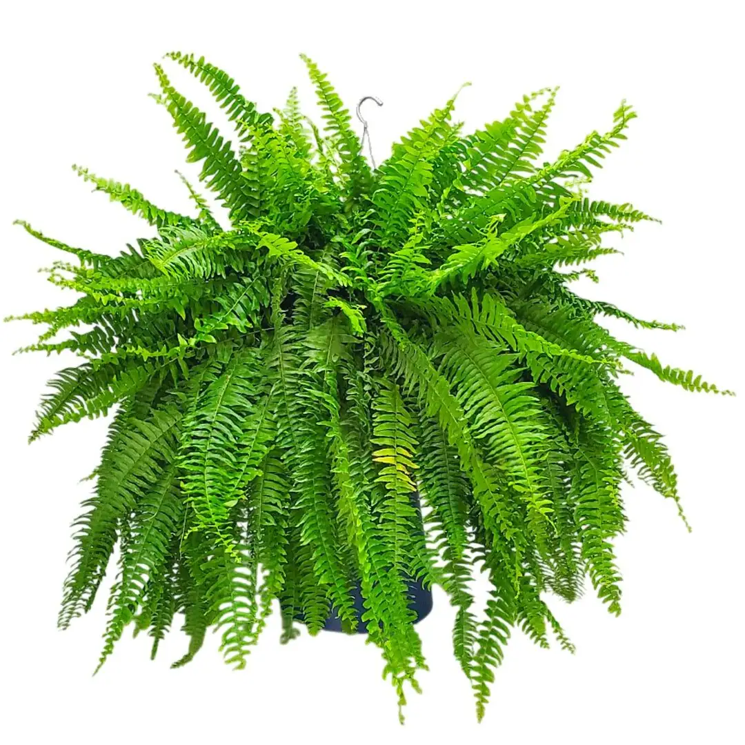 Bathroom Jungle Magic: Styling Shade-Loving Ferns for Spa-Level Calm