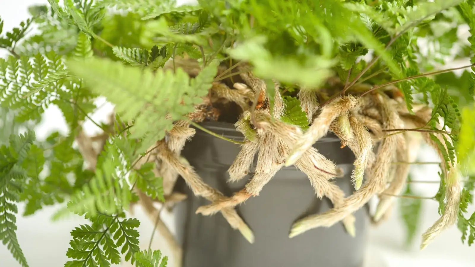 rabbit's foot fern rhizomes over rim