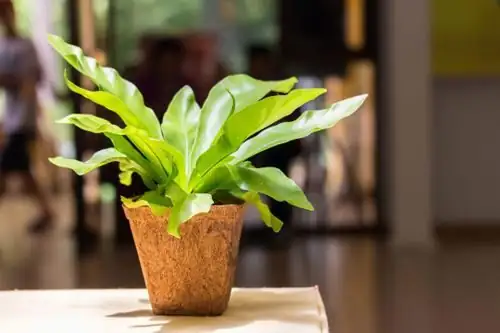 bird's nest fern on pedestal