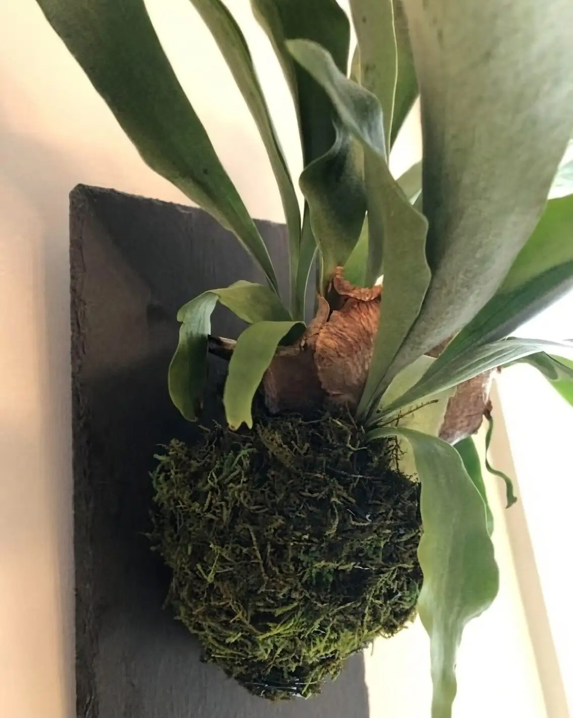 staghorn fern bathroom wall mount