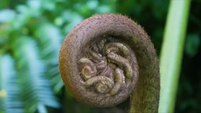 Spore Wizardry vs. Simple Division: Master Propagating Polypodiopsida
