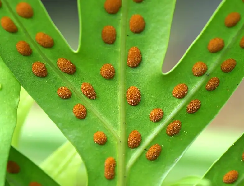 fern spores collecting white paper