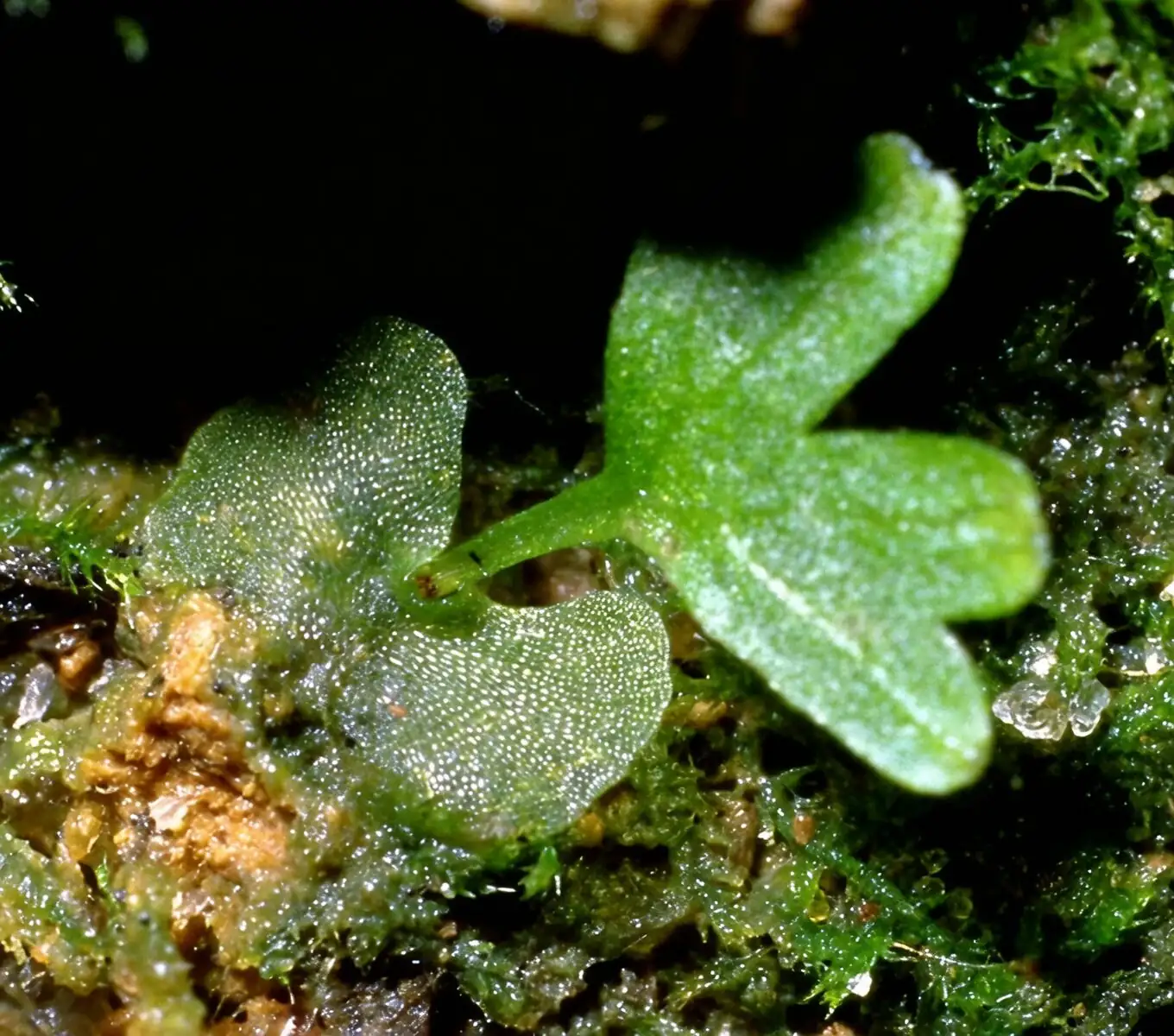 fern prothallus heart-shaped