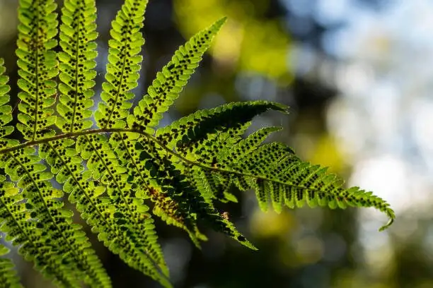 fern sporophyte seedlings in terrarium