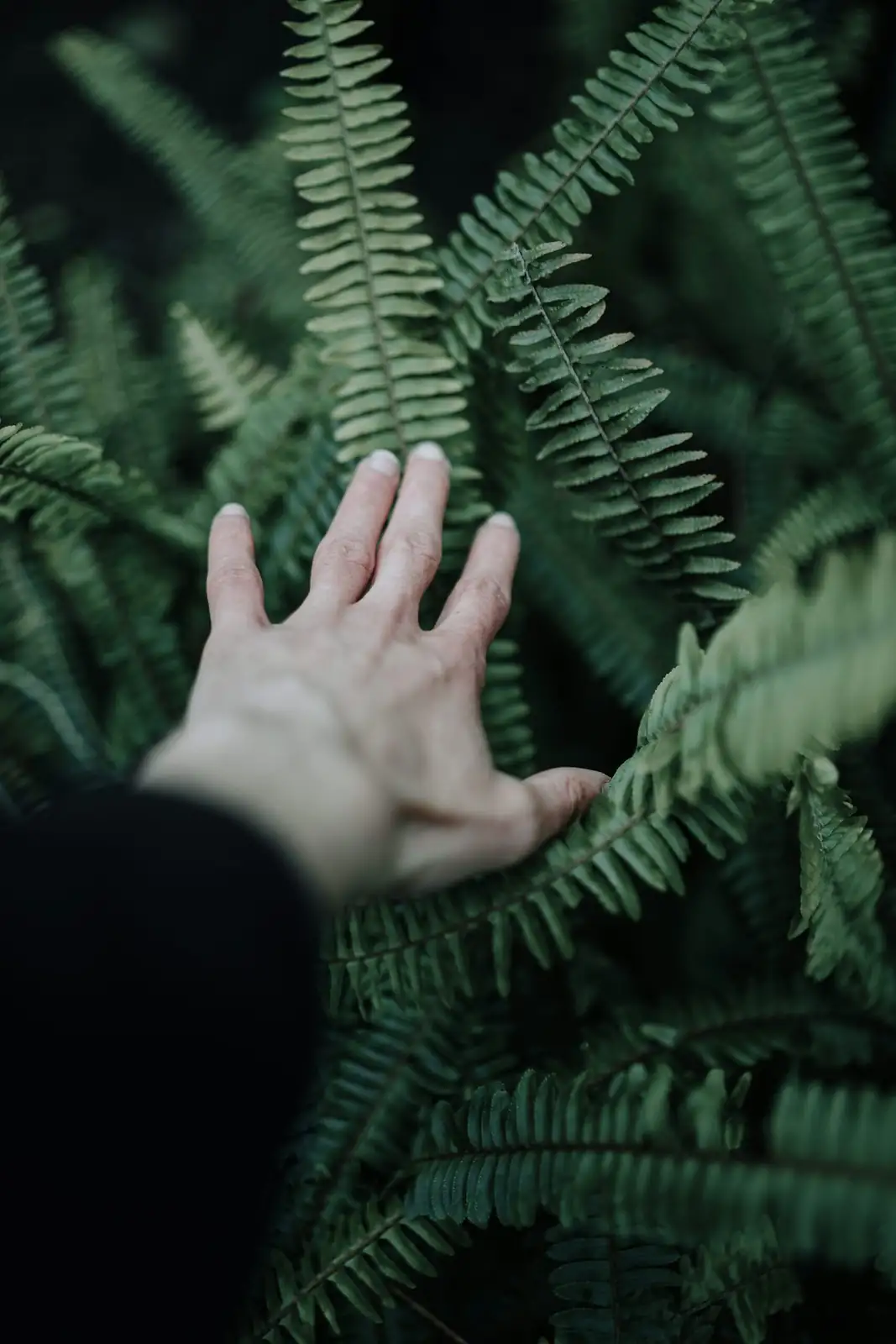 Boston fern root division hands