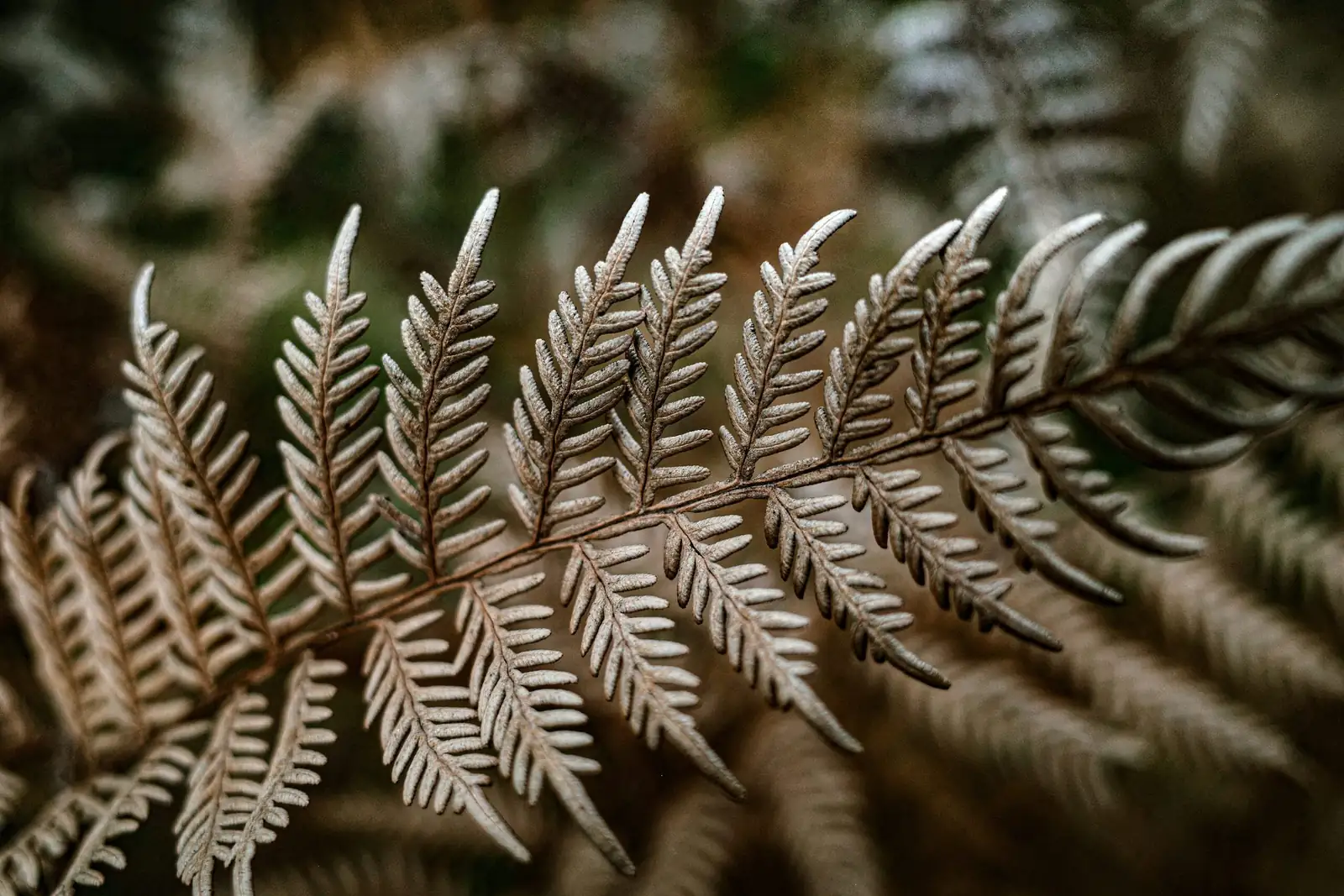 fern frond sori underside close-up