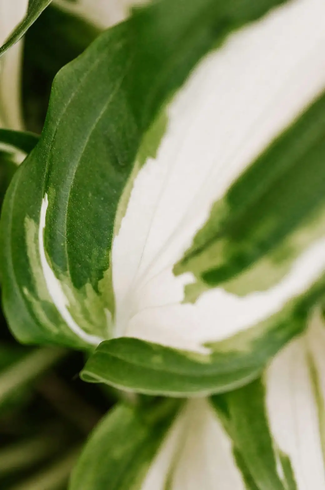 ferns and hostas layered shade