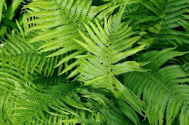 fern potting mix bark perlite