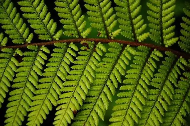 fern frond sori underside closeup