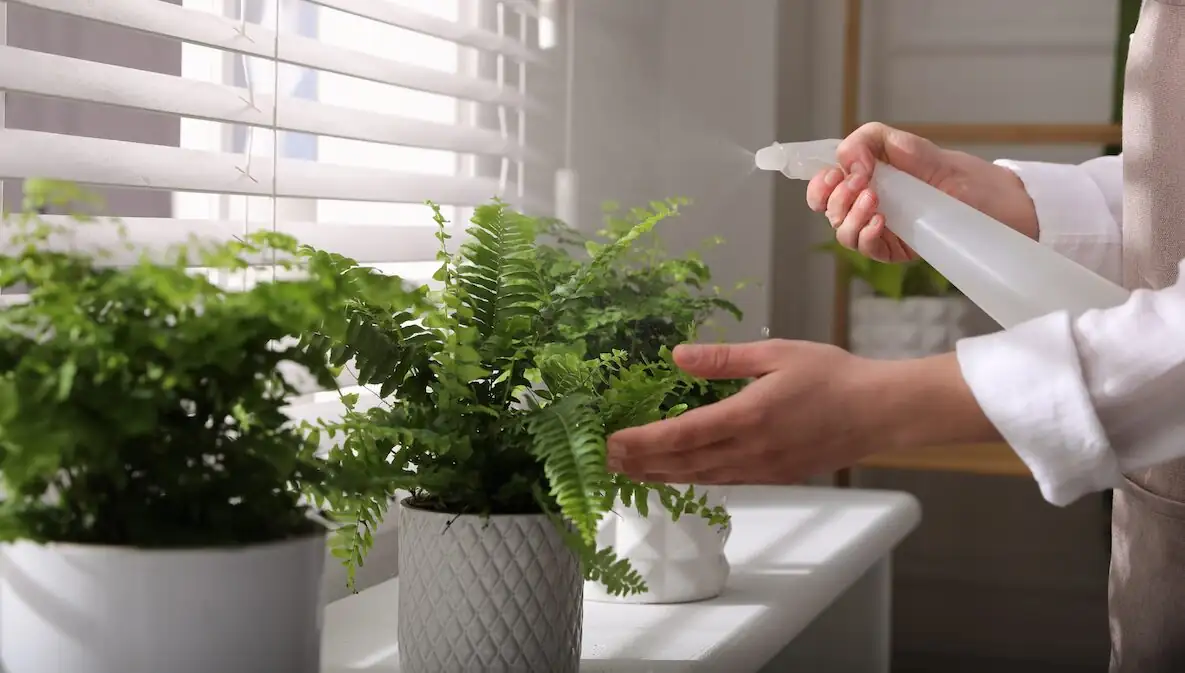 grouped ferns indoor corner