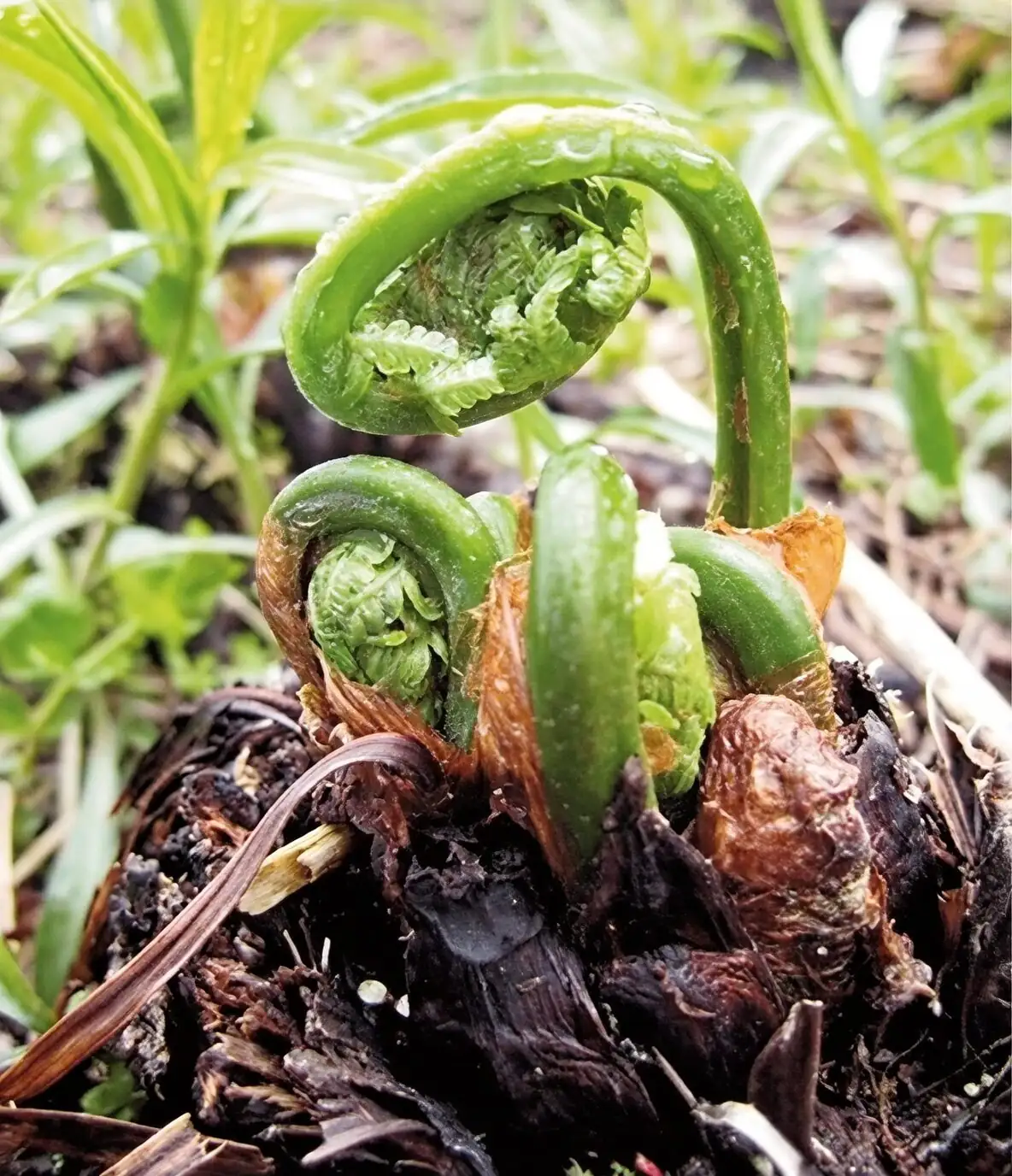 Fiddleheads on the Fork? Foraging Ferns Safely Without the Bracken Risk