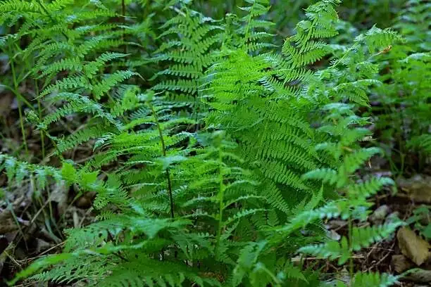 bracken fern mature fronds open field