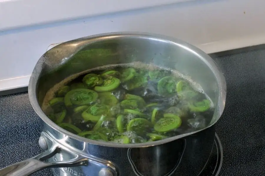 ostrich fern fiddleheads boiling pot