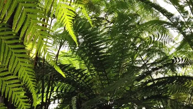 ostrich fern shade garden clump