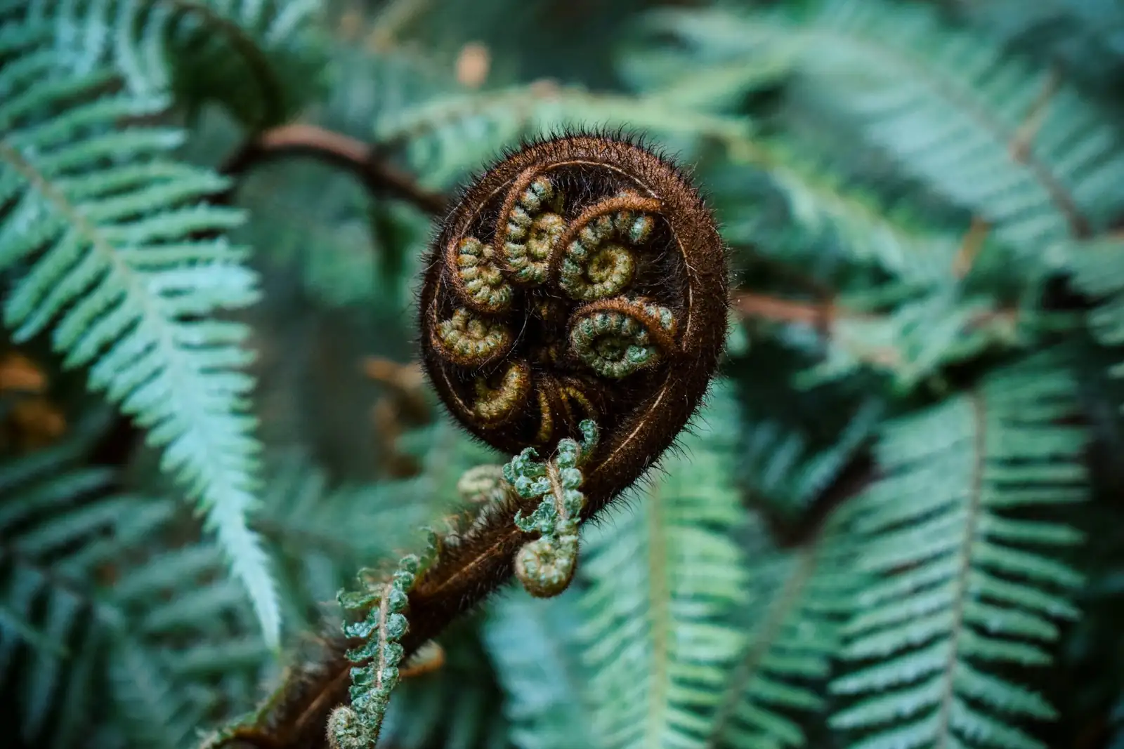 Tropical Diva or Hardy Woodlander? Choose the Right Fern for Your Zone