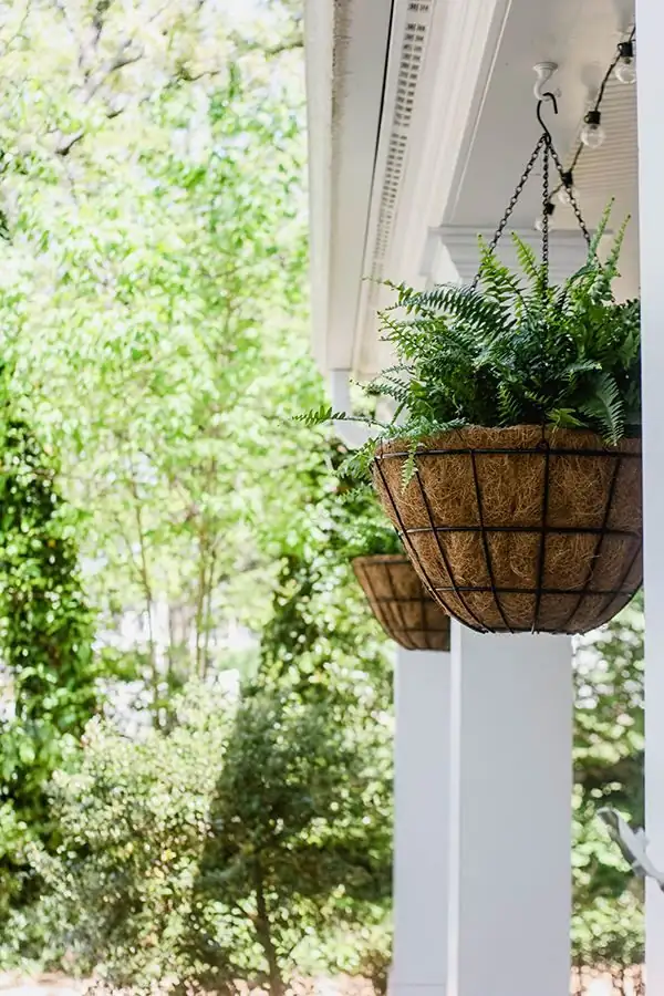 Boston fern hanging porch shade