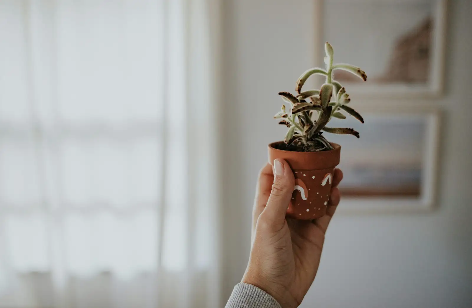 fern pot carried indoors doorway