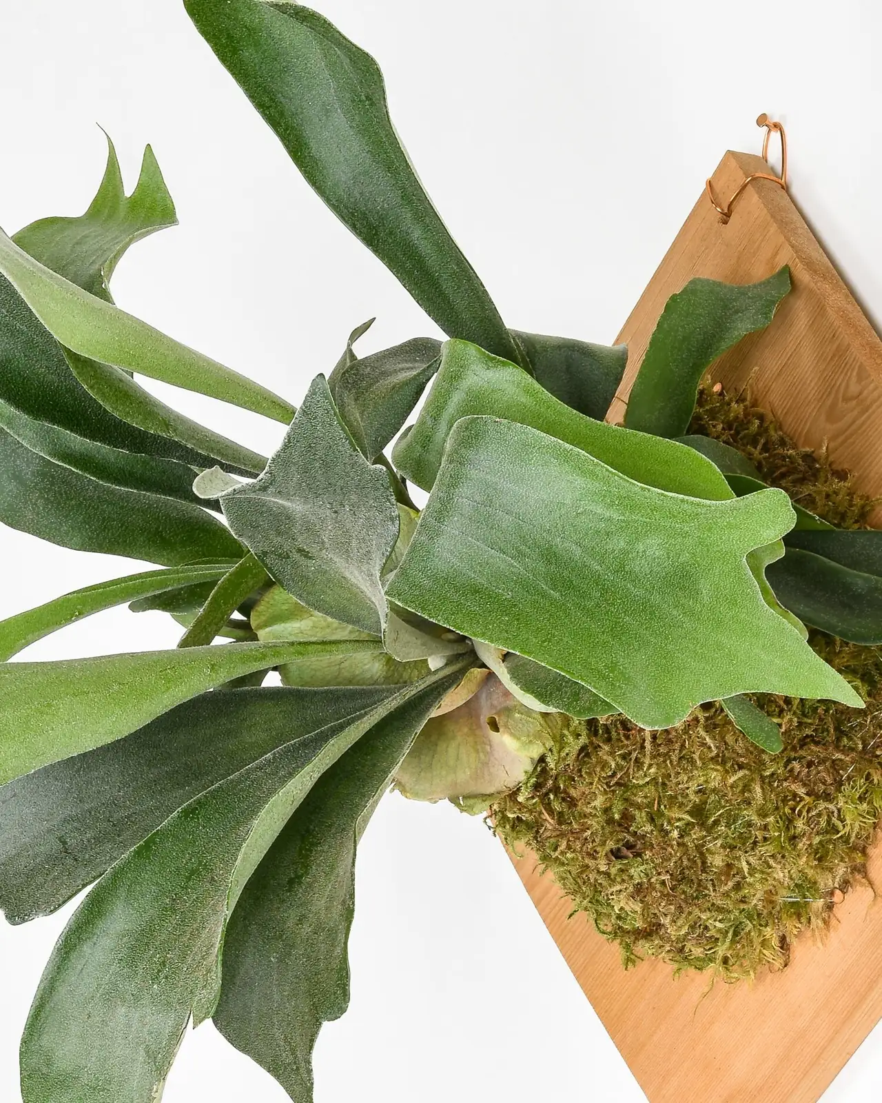 staghorn fern mounted wall