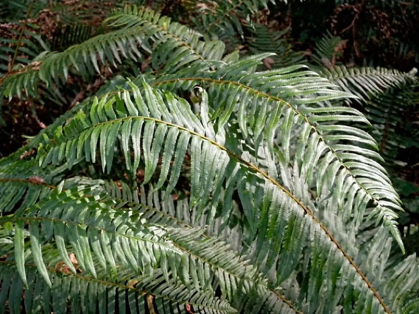 fern frond collecting forest