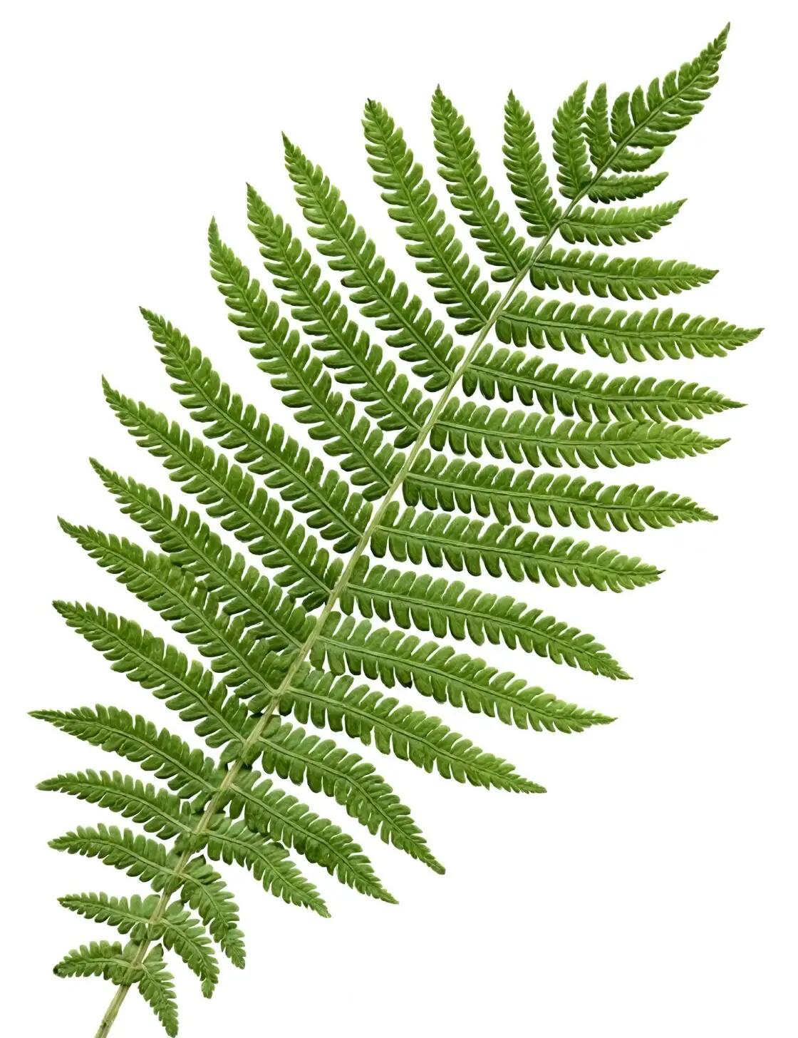 fern plant press setup