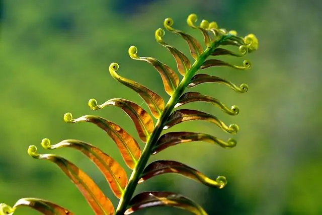pressed fern on museum board