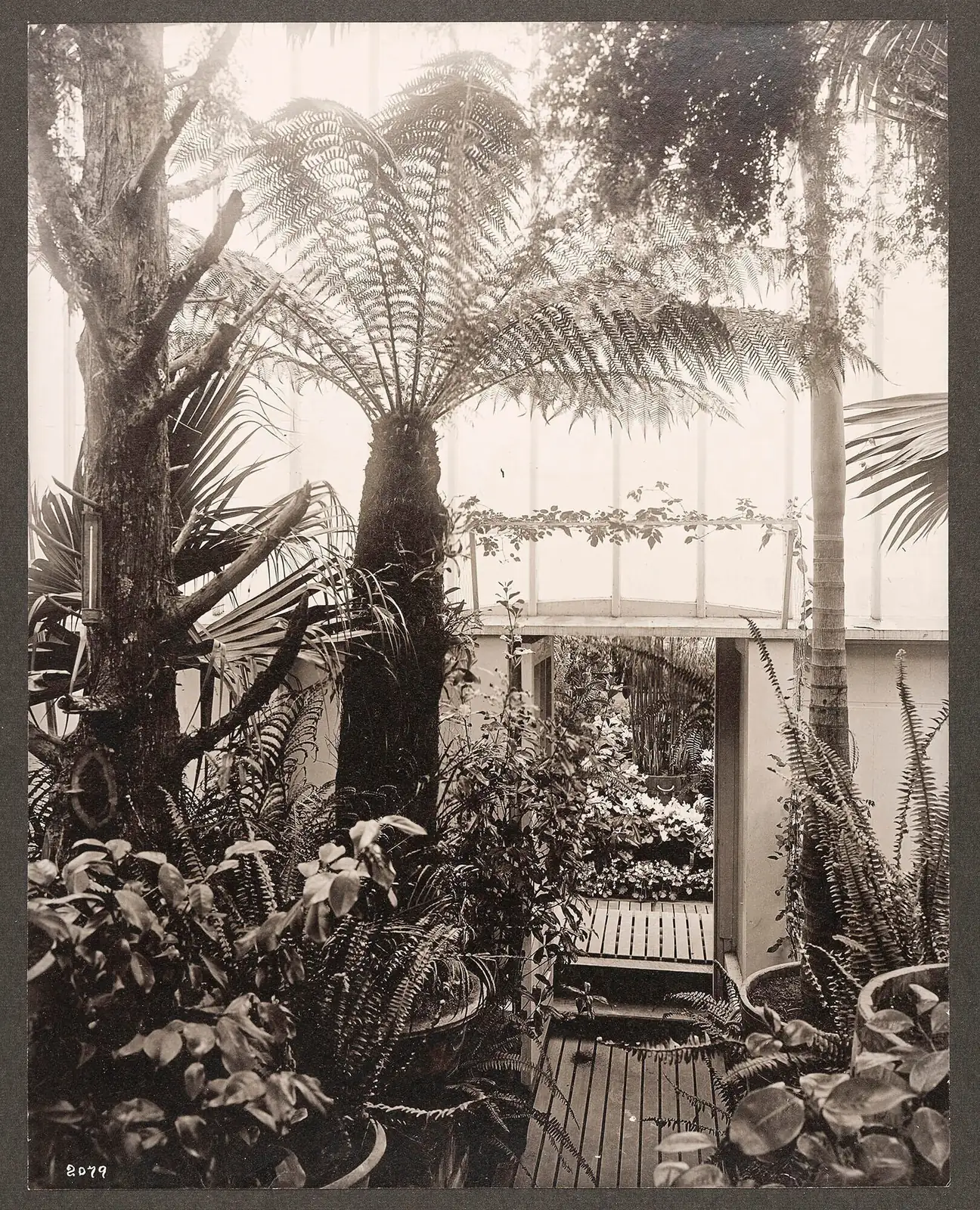 fern Victorian greenhouse conservatory