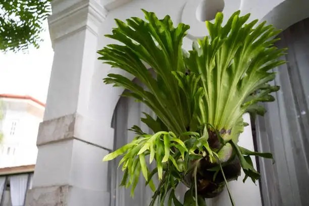staghorn fern wall mount