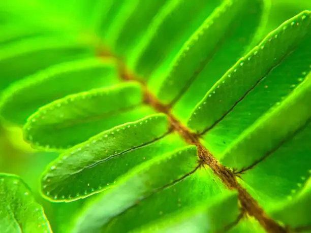 fern leaf underside sori macro