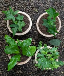 grouped ferns with small humidifier