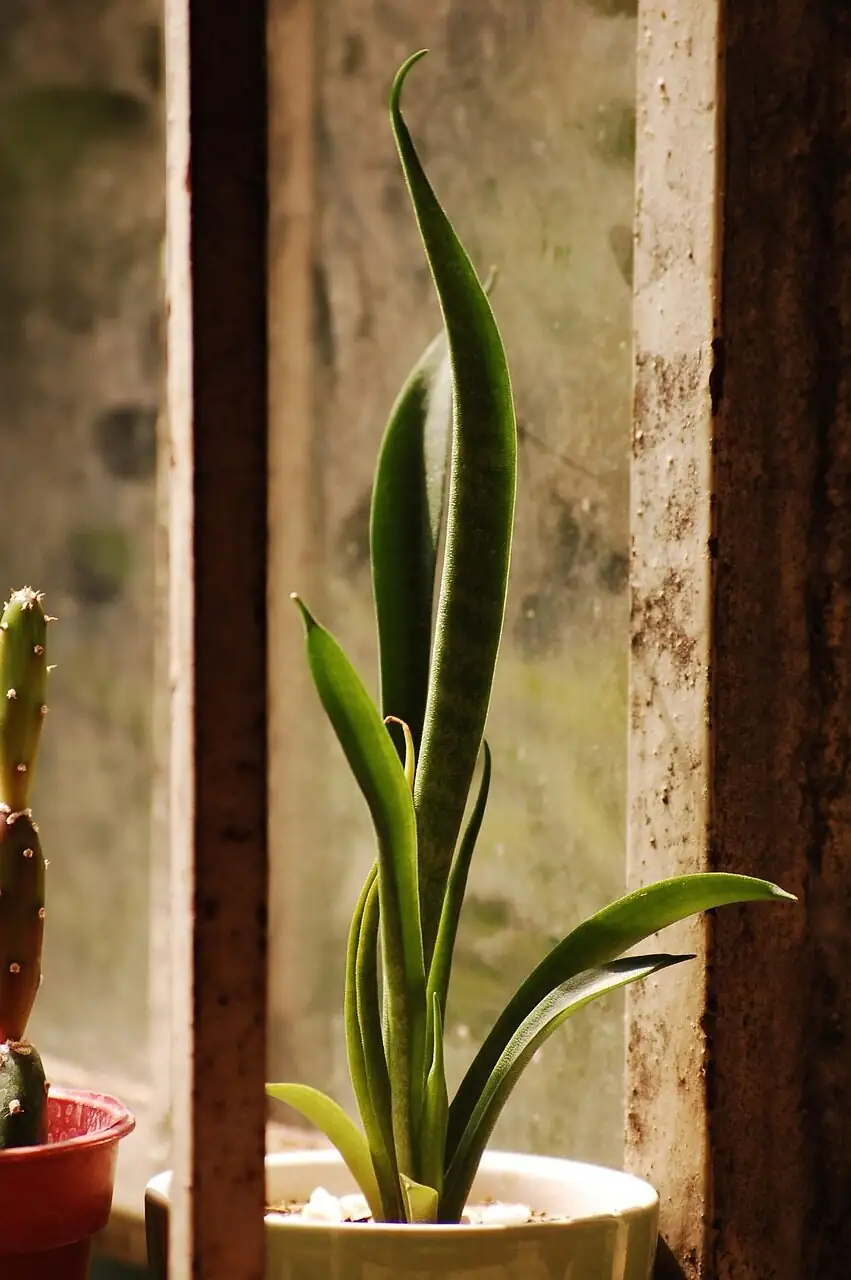 Soak, Sun, and Season: The Zero-Guesswork Succulent Care Playbook