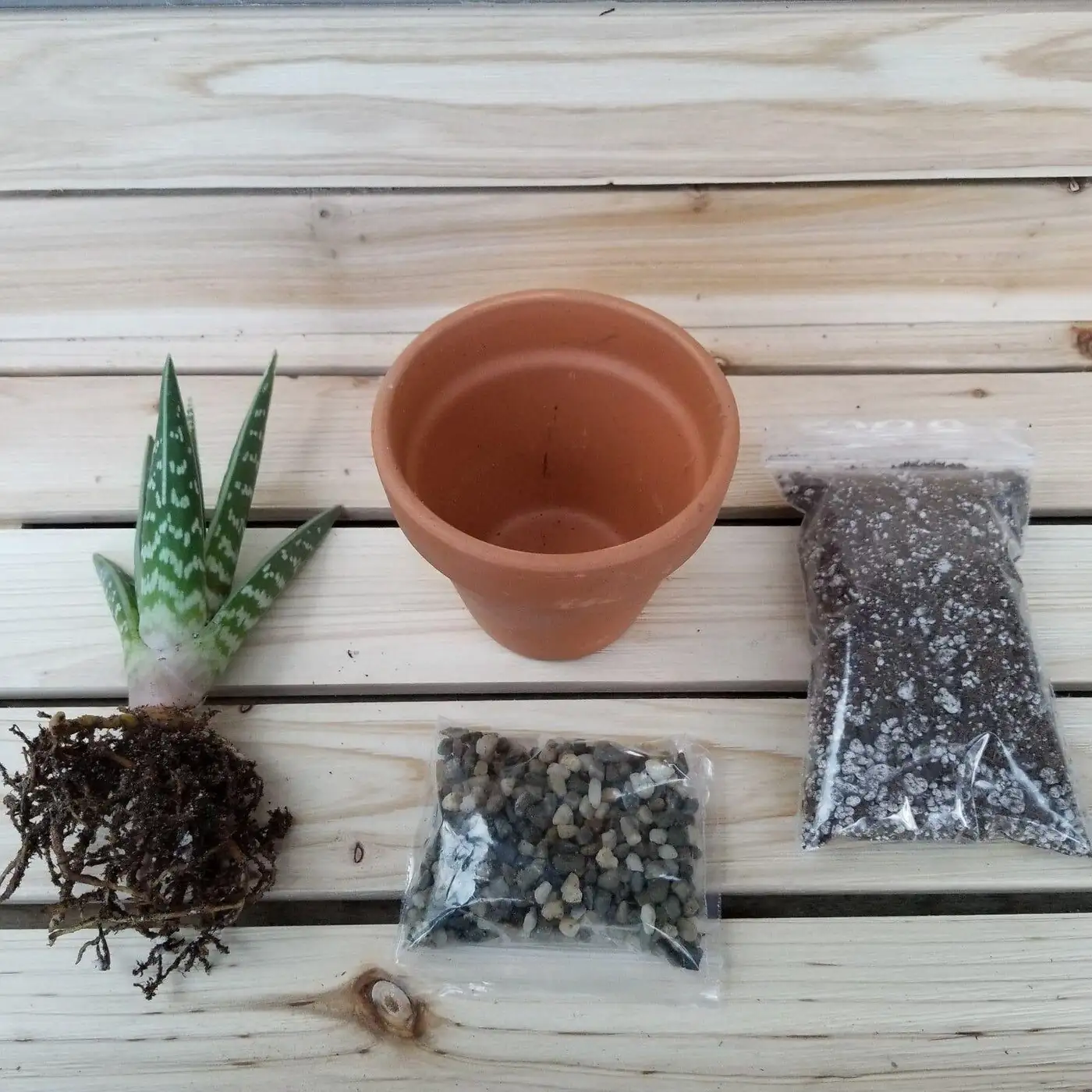 succulent repotting roots terracotta pot