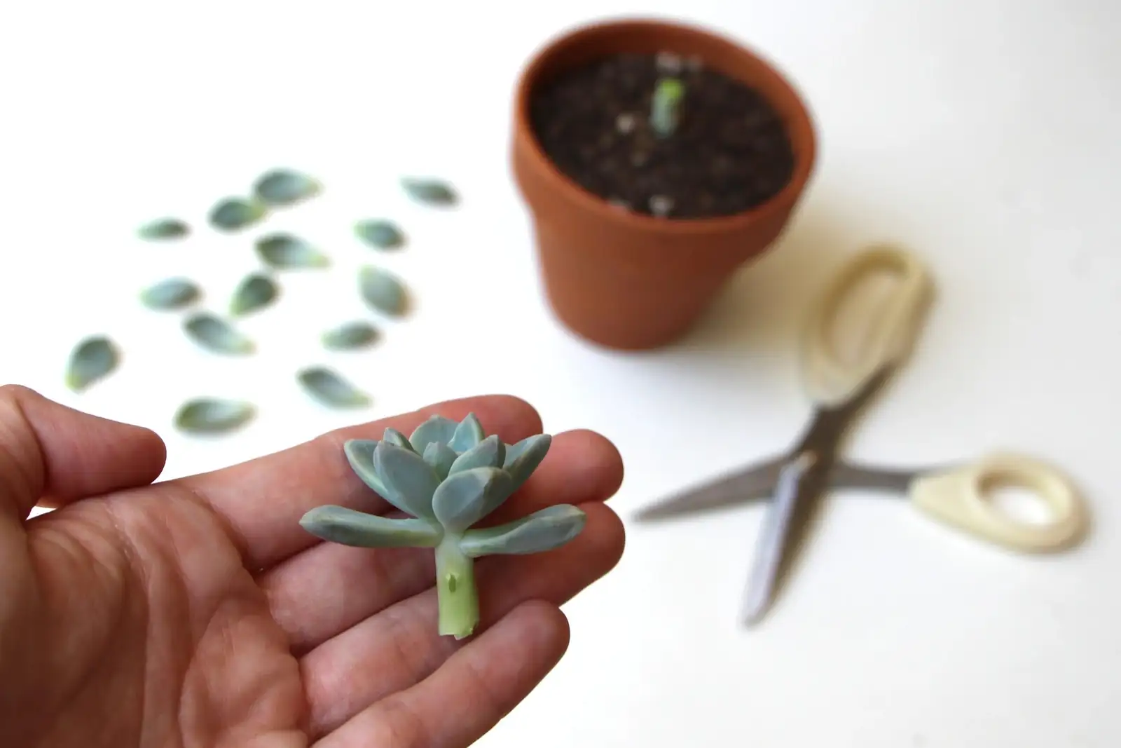 succulent beheading propagation cuttings