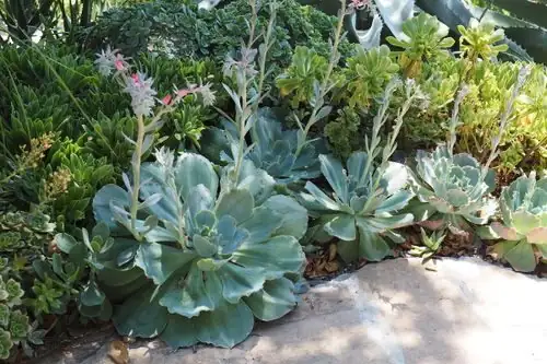 succulents bright shade outdoors