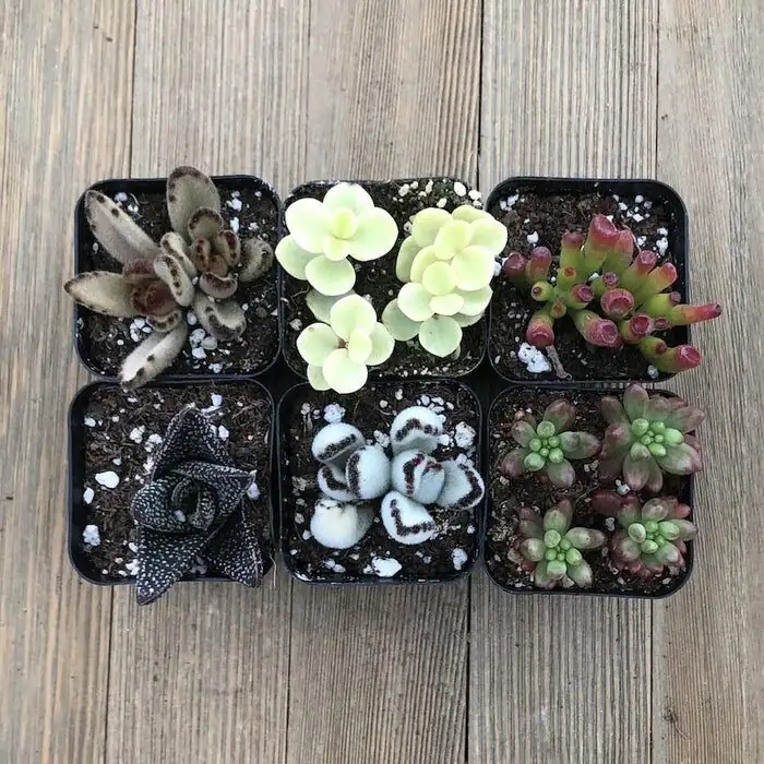 The Mealybug Heist: Evicting Cottony Pests from Succulents—For Good