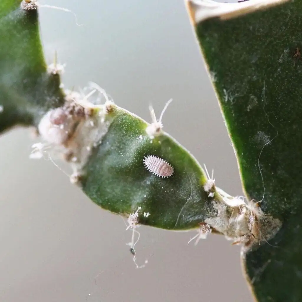 succulent mealybugs alcohol swab close-up