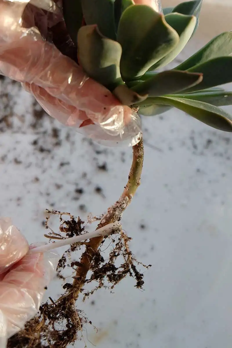 succulent roots with root mealybugs