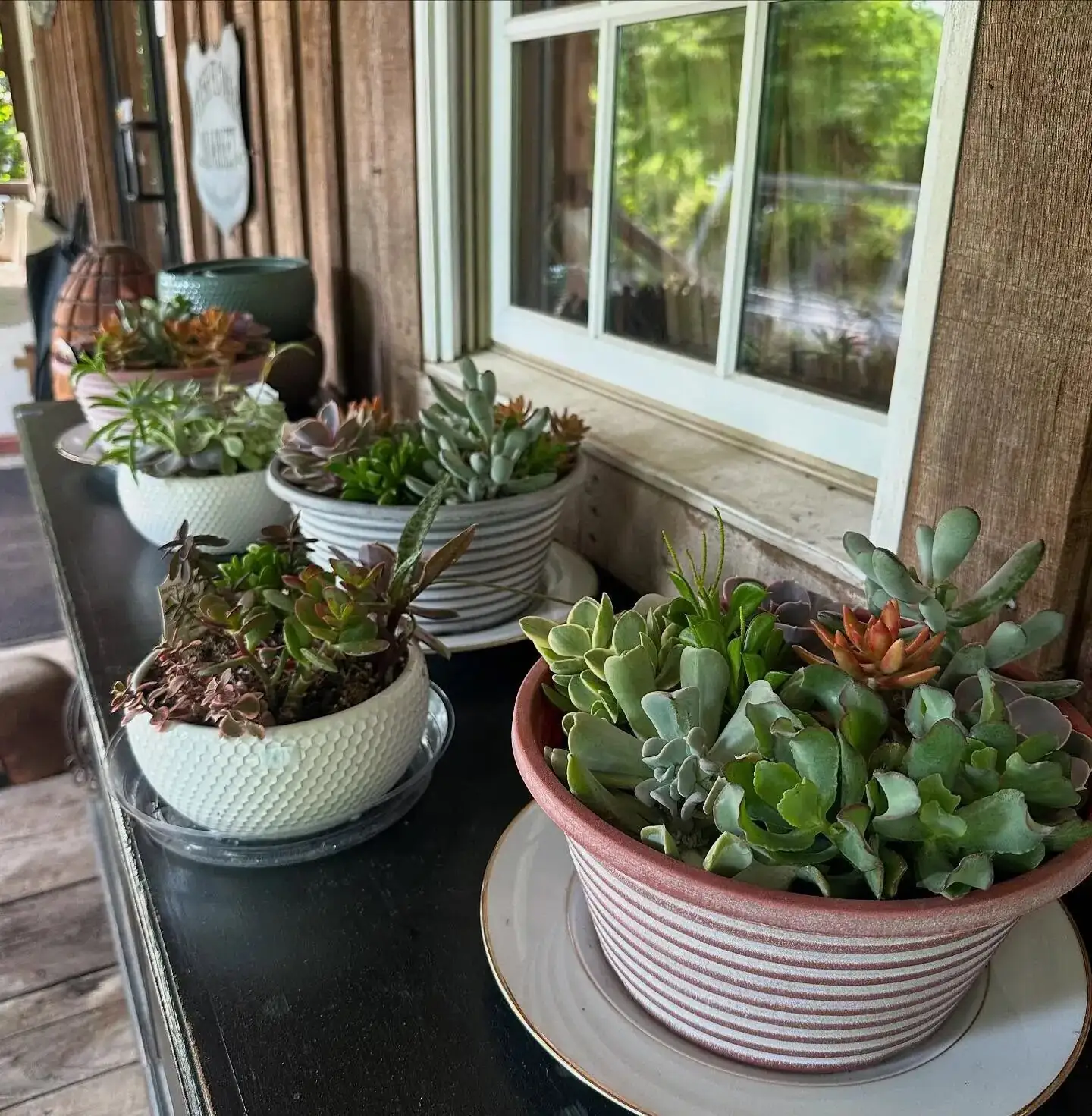 succulents on shelf bright window