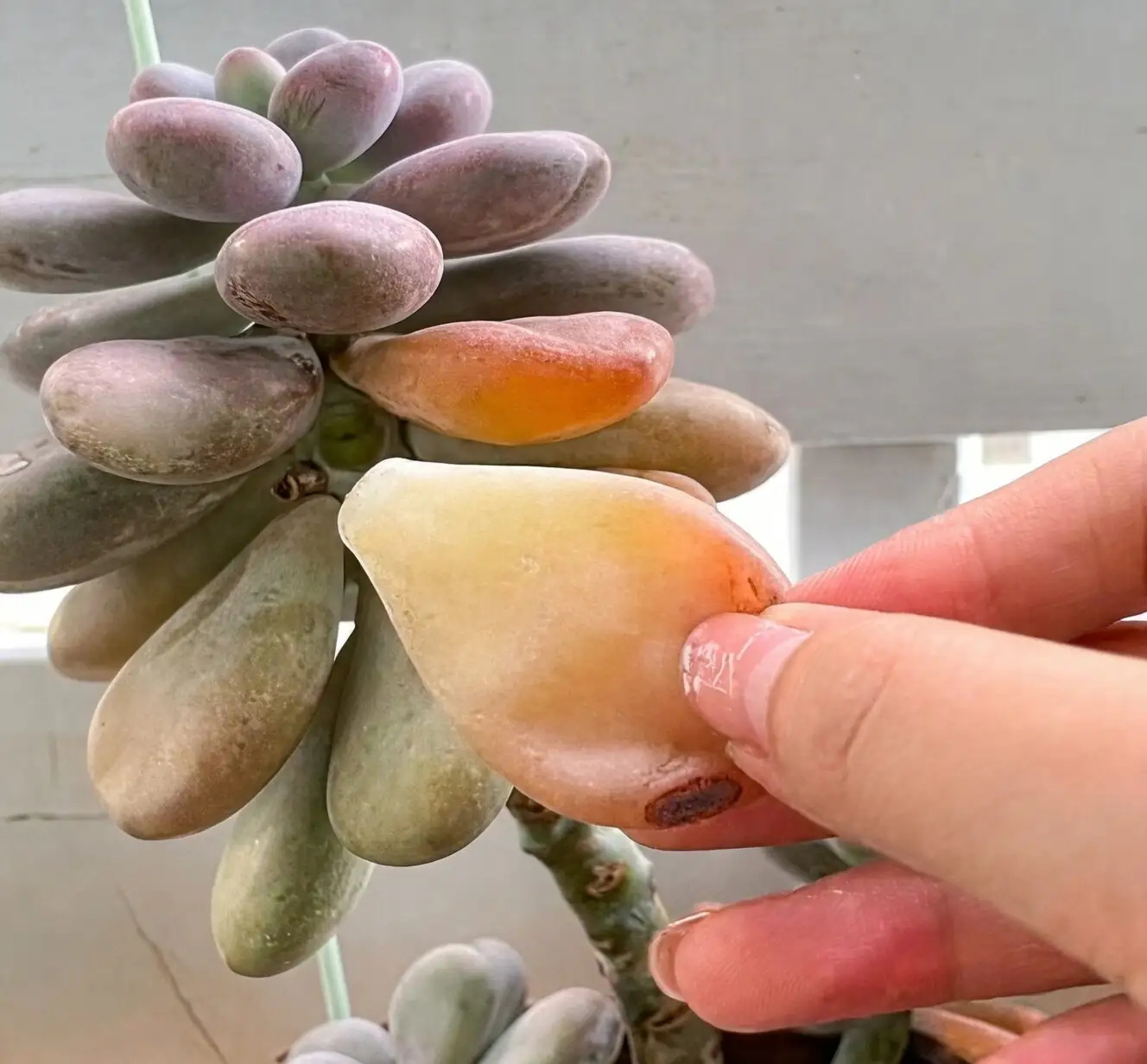 Mushy Leaves, Black Stems? Your First‑Responder Guide to Succulent Root Rot