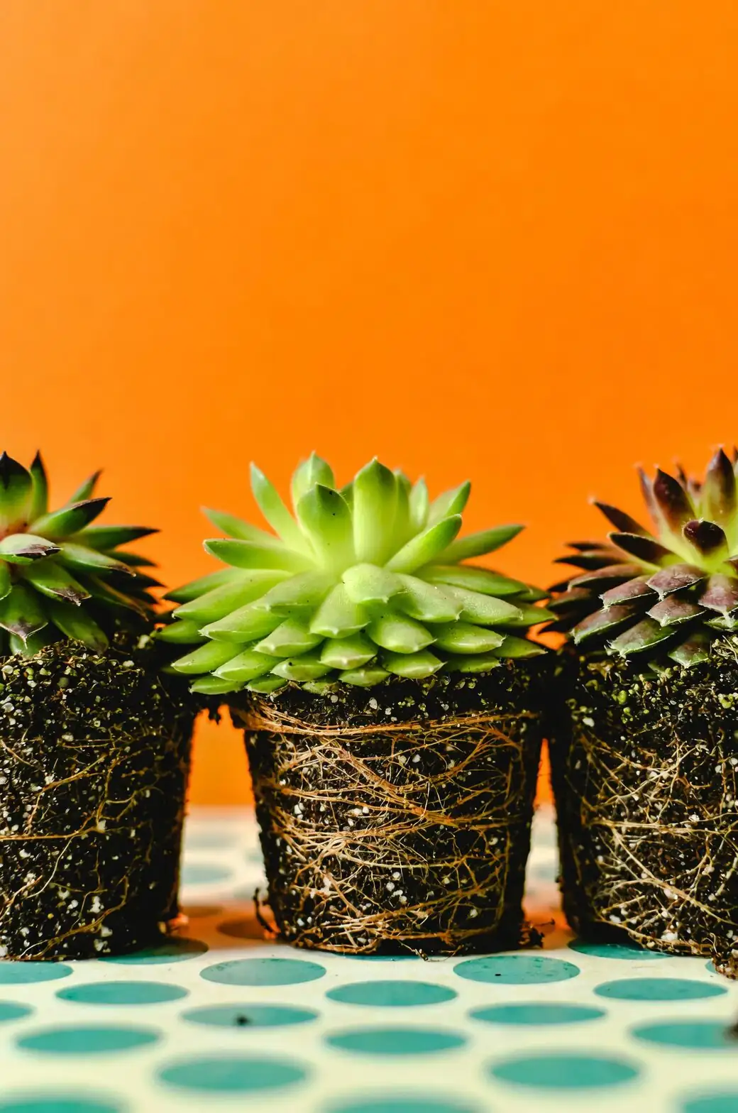 succulent root rot close-up