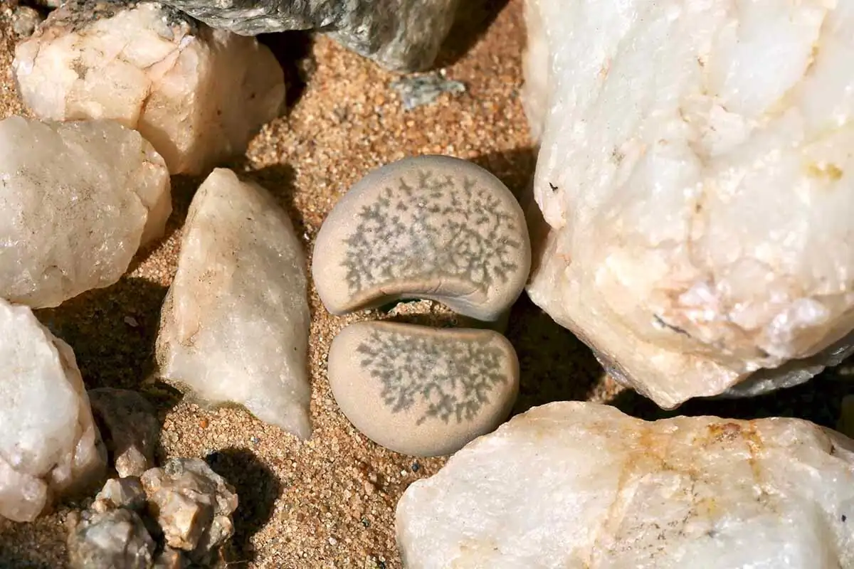 lithops living stones close-up