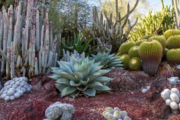 succulent desert garden Huntington