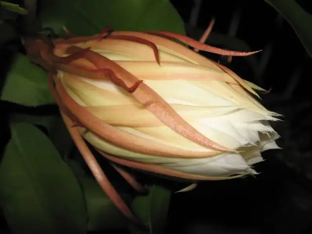 night-blooming cactus flower close-up
