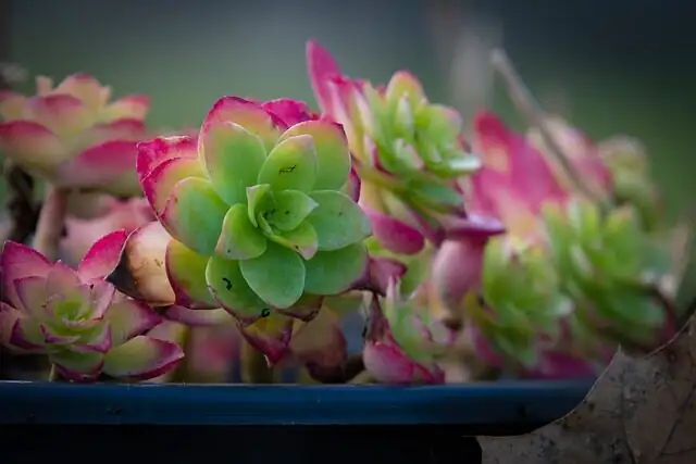 evening watering succulents patio