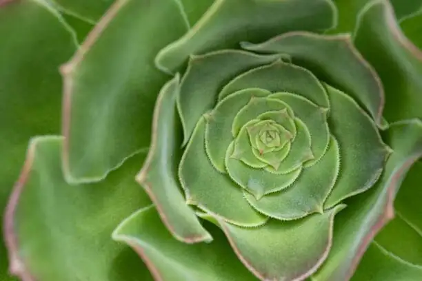 echeveria red tip rosette close-up