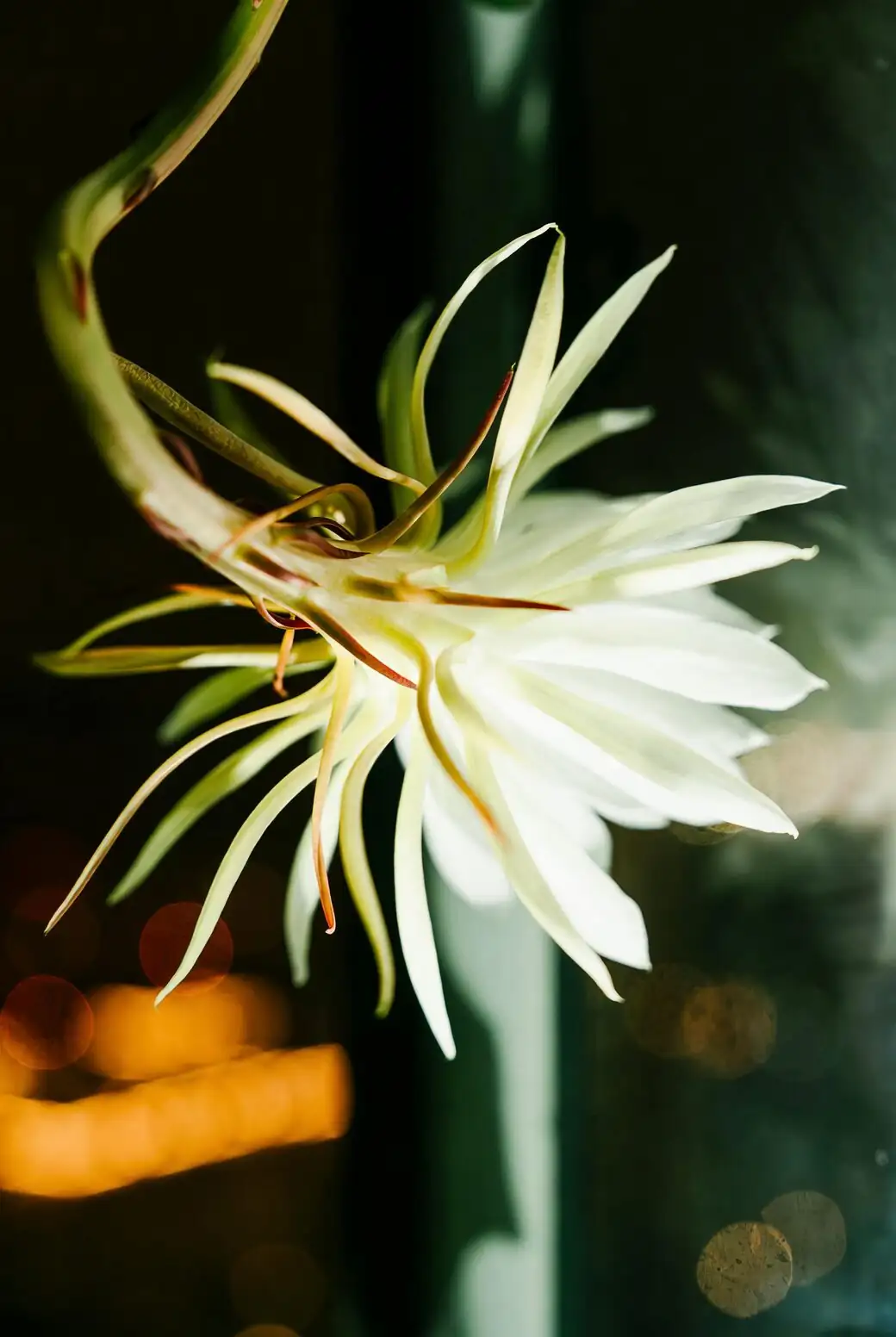 night-blooming cereus flower macro