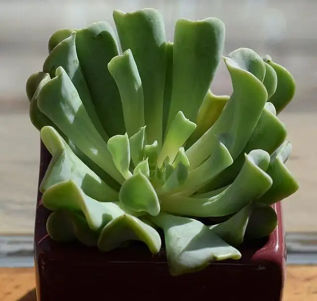 Enduring Love in a Tiny Pot: Succulents’ Flower Language, Origins, and Feng Shui