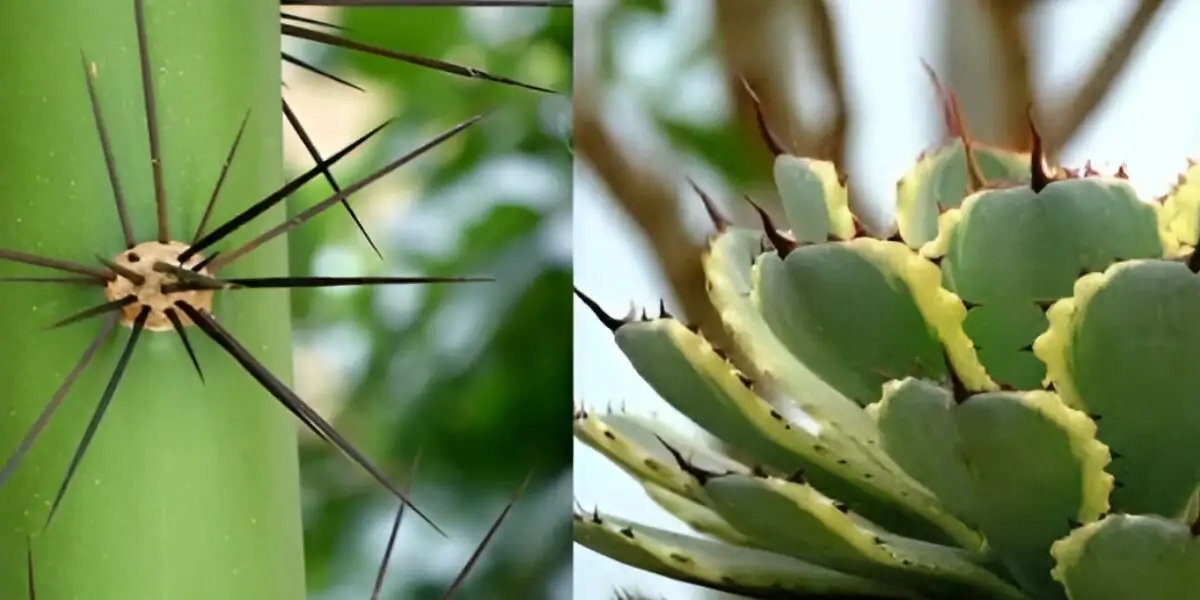 succulent varieties rosette cactus aloe