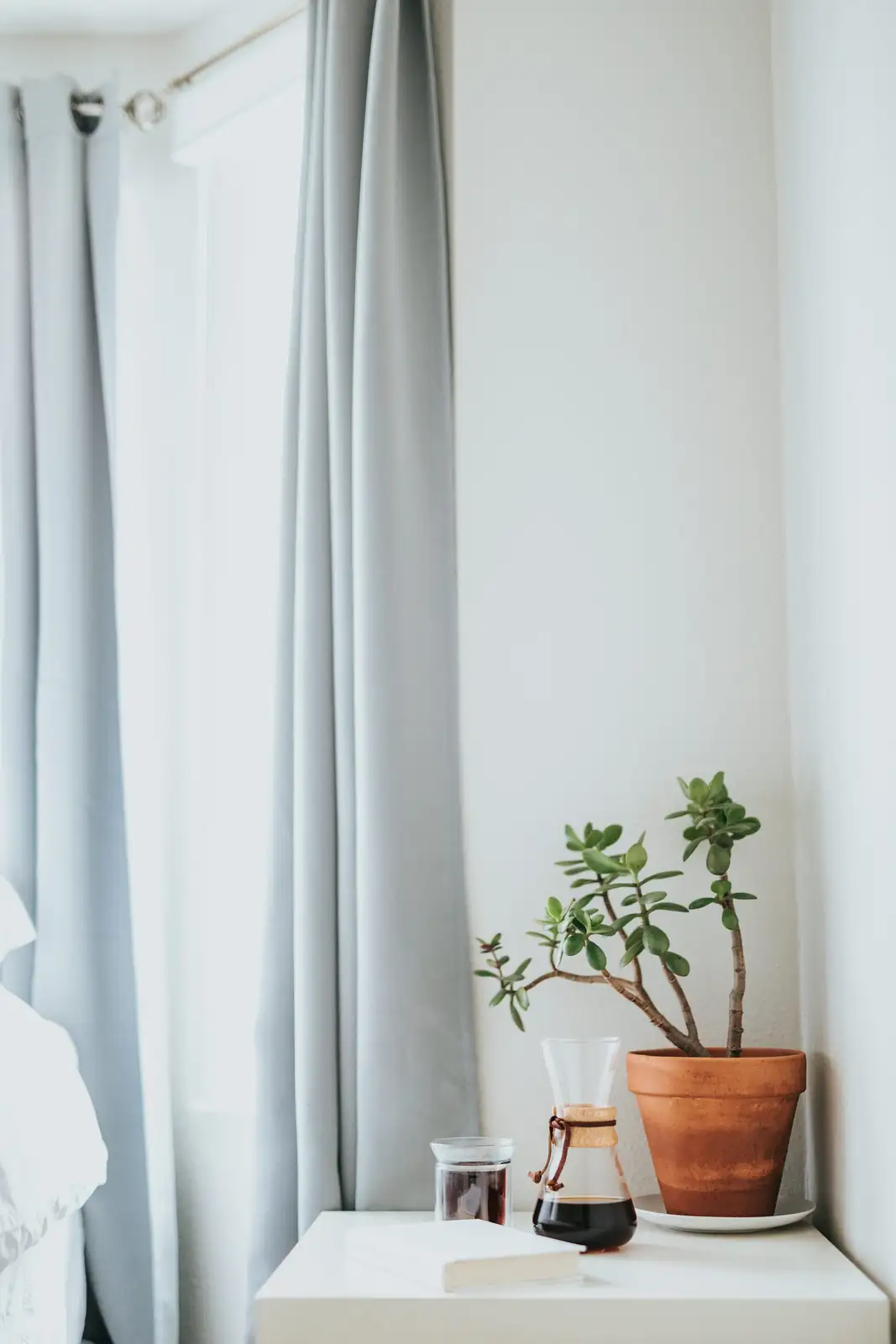 jade plant living room shelf